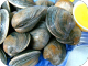 Little Neck Clams (100-cnt)